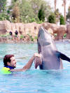 Joey swims with the dolphins at Discovery Cove. (Sept. 24, 2001)